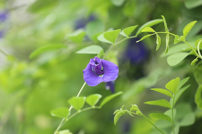  ছবি: সোয়েল রানা 