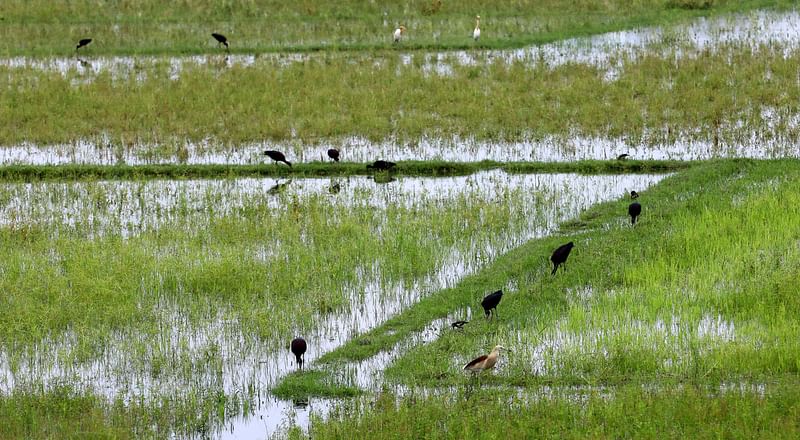 বর্ষার বৃষ্টিতে টইটম্বুর বুরঙ্গি বিল। খাবারের খোঁজে ঘুরে বেড়াচ্ছে একঝাঁক খয়রা কাস্তেচরা পাখি। 