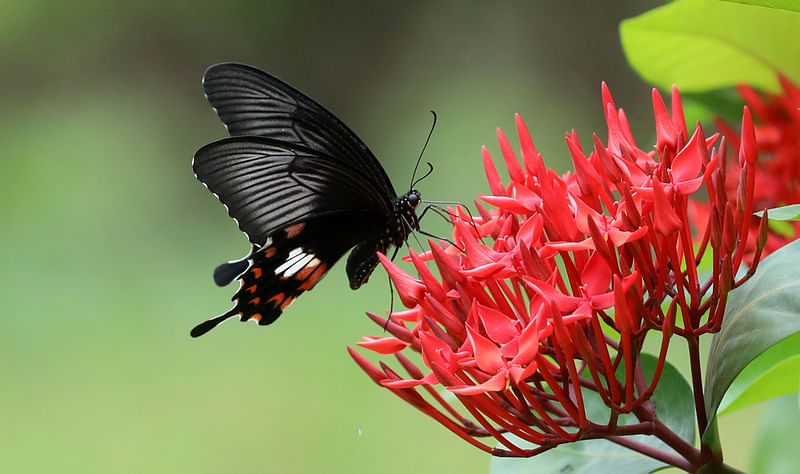 ছবি: সোয়েল রানা 