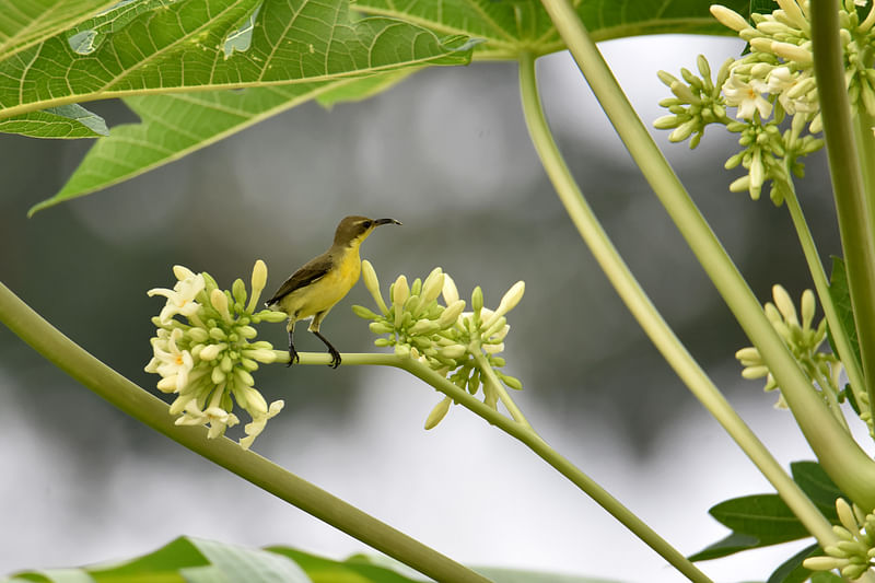 ছবি: হাসান মাহমুদ