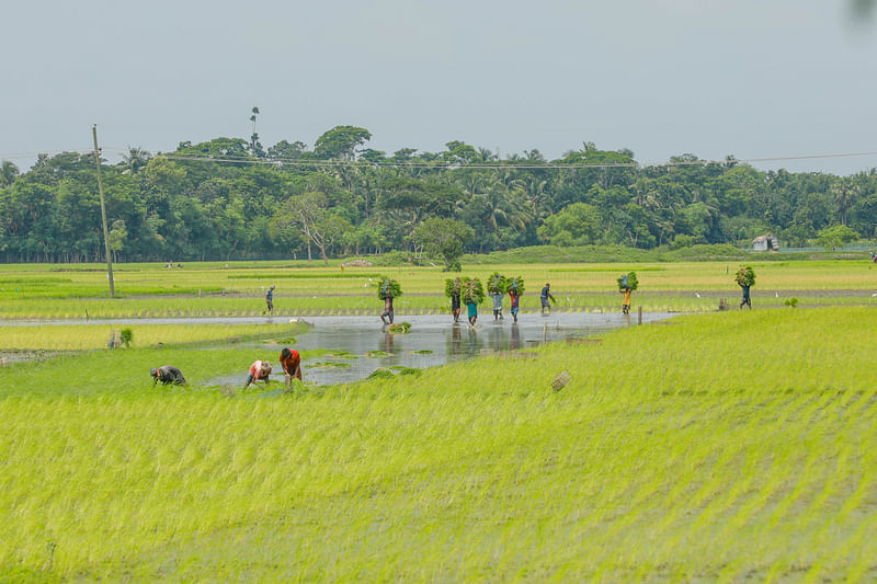 মাঠে আমন চারা নিয়ে ব্যস্ত কৃষকেরা। 