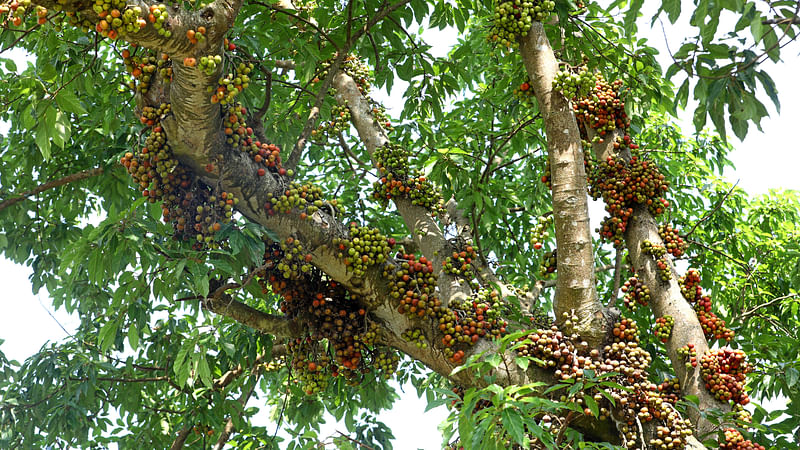 প্রতিটি ডালে ধরেছে ডুমুর ফল