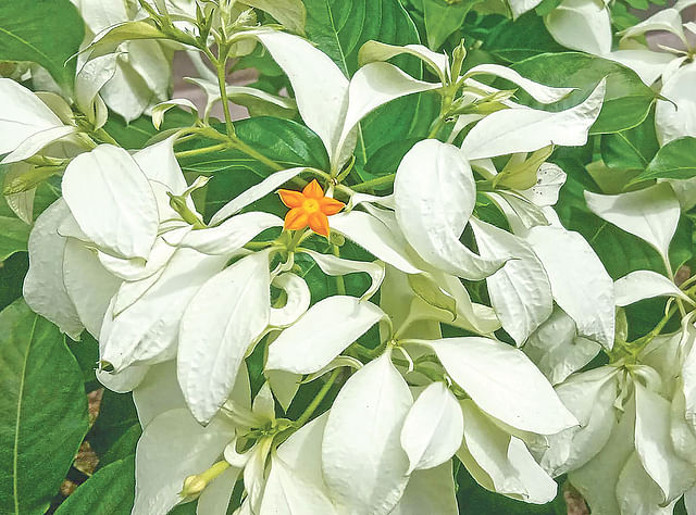 মুমিনুন্নিসা সরকারি মহিলা কলেজ ক্যাম্পাসের সাদা মুসান্ডা