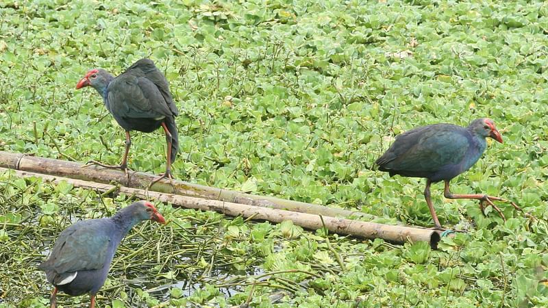 ছবি: সুপ্রিয় চাকমা