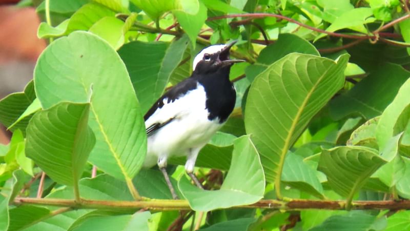 ছবি: সাদেক মৃধা