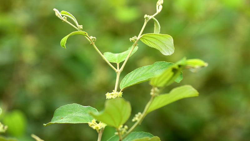 বিনা কুল-১ জাতের (বরই) কুলগাছে নতুন পাতা গজিয়েছে, ফুলও এসেছে।