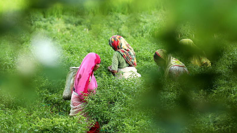 মাঠ থেকে কাঁচা মরিচ তুলছেন নারীরা। সারা দিন মাঠে মরিচ তোলার কাজ করে একজন নারী ৩০০ টাকা মজুরি পান।