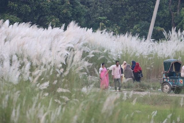 রাজশাহী নগরের বেশ কয়েকটি স্থানে এমন ফুল দেখা যাবে
