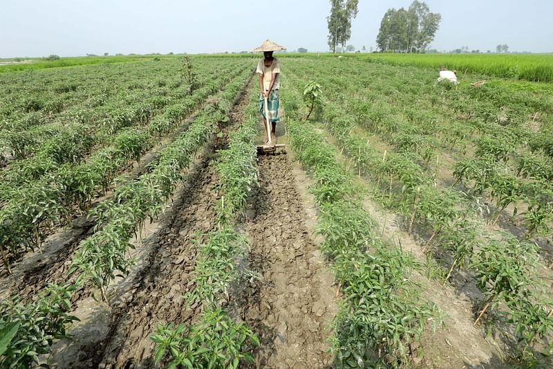 মরিচখেতে পরিচর্যায় ব্যস্ত এক কৃষক। 