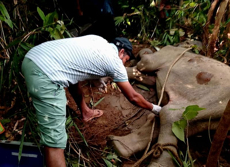 কক্সবাজারের ঈদগাঁও উপজেলার বনাঞ্চলে অসুস্থ হয়ে মরে যাওয়া হাতি শাবকের ময়নাতদন্ত চলছে। গতকাল বিকেলেছবি: সংগৃহীত