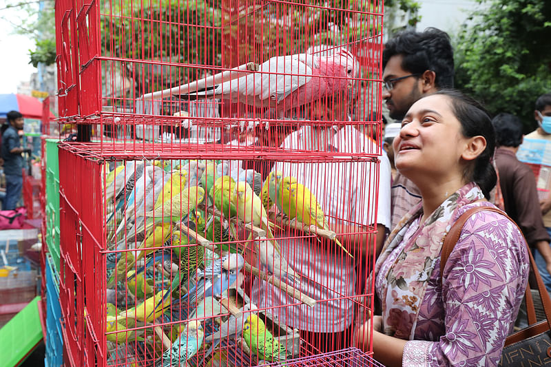 কাকাতুয়া পাখির সঙ্গে কথা বলায় মগ্ন এক ক্রেতা। 