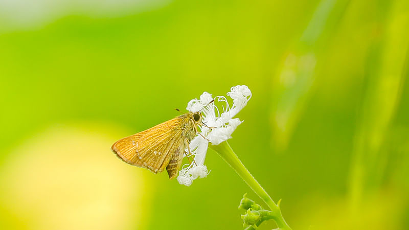 ছবি: সাদ্দাম হোসেন