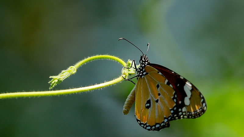 ছবি: সাদ্দাম হোসেন