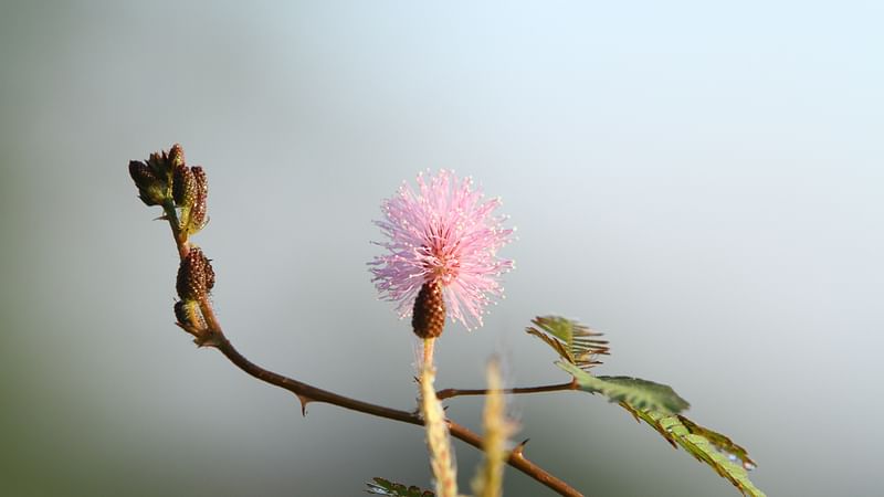 ছবি: সুপ্রিয় চাকমা