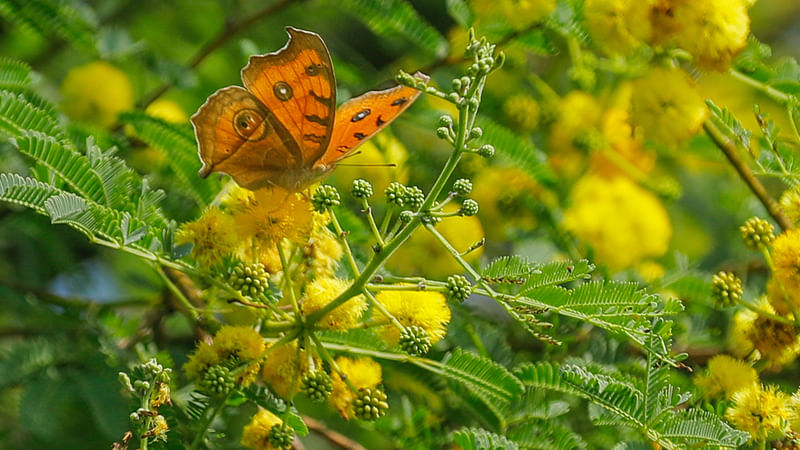  ছবি: সাদ্দাম হোসেন