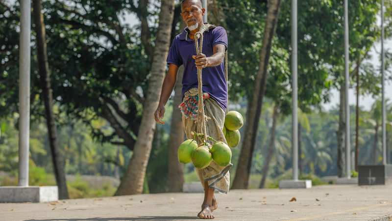 ব্যাপারীর কাছে বিক্রির জন্য ডাব বয়ে আনছেন একজন।