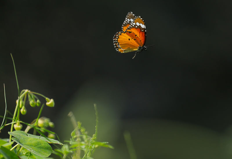 ছবি: সাদ্দাম হোসেন 