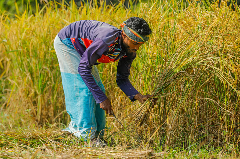 ধান কাটতে ব্যস্ত কৃষক