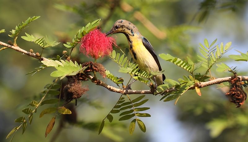 ফুলের মধু খাচ্ছে মৌটুসি পাখি। 