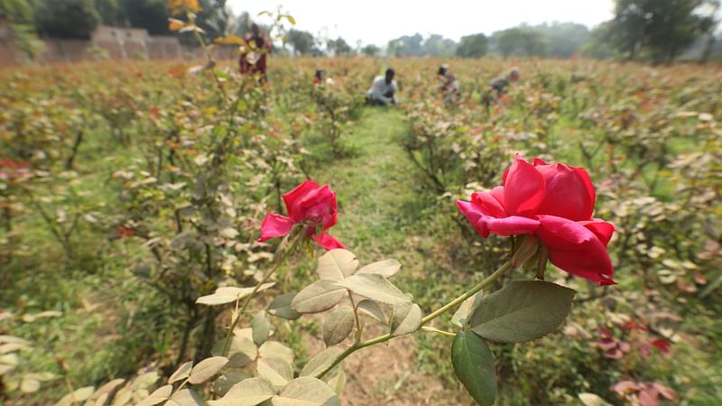 গোলাপবাগানের জমি নিড়ানোর কাজে ব্যস্ত কৃষি শ্রমিকেরা। এ কাজে তাঁরা দিনে মজুরি পান ৫০০ টাকা।