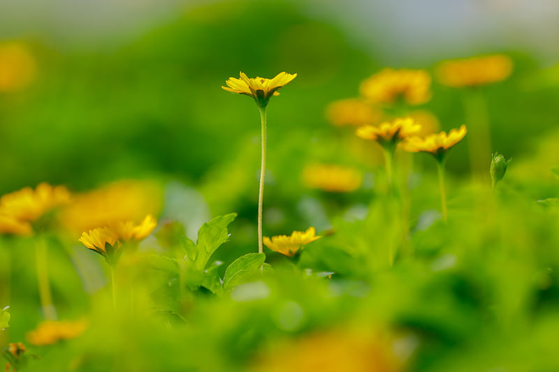 ছবি: সাদ্দাম হোসেন 