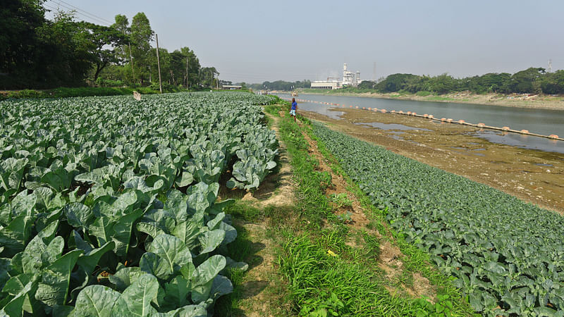 নদীর পার ও চরে সবজিখেত।