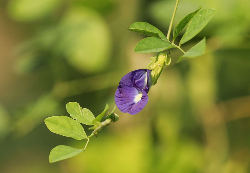 ছবি: সাদ্দাম হোসেন