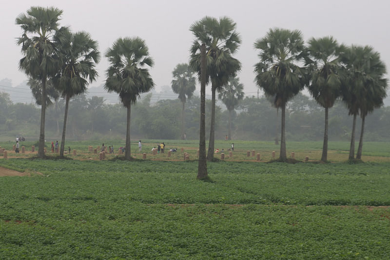 বিস্তীর্ণ এলাকাজুড়ে চাষ করা হয়েছে আলু।