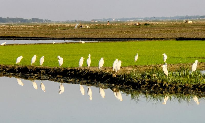 ছবি: তাফসিলুল আজিজ