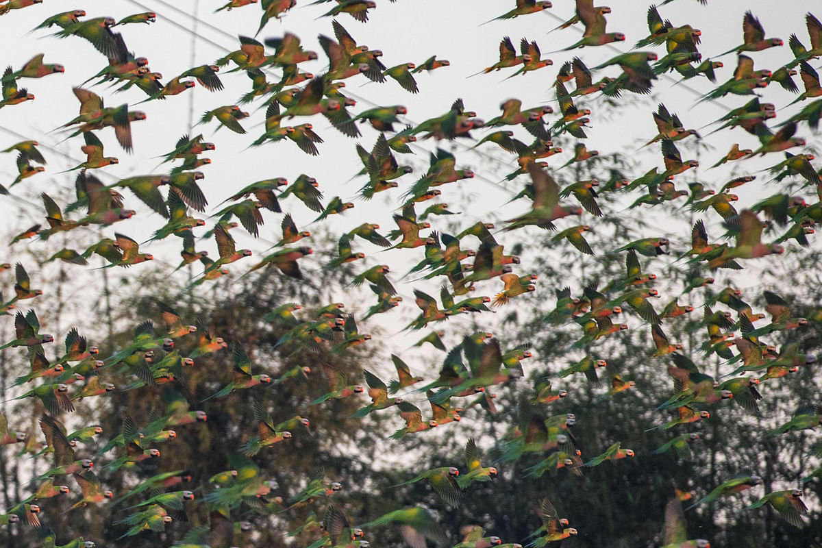 ধান খাওয়ার পর উড়াল দিয়েছে একঝাঁক টিয়া পাখি 