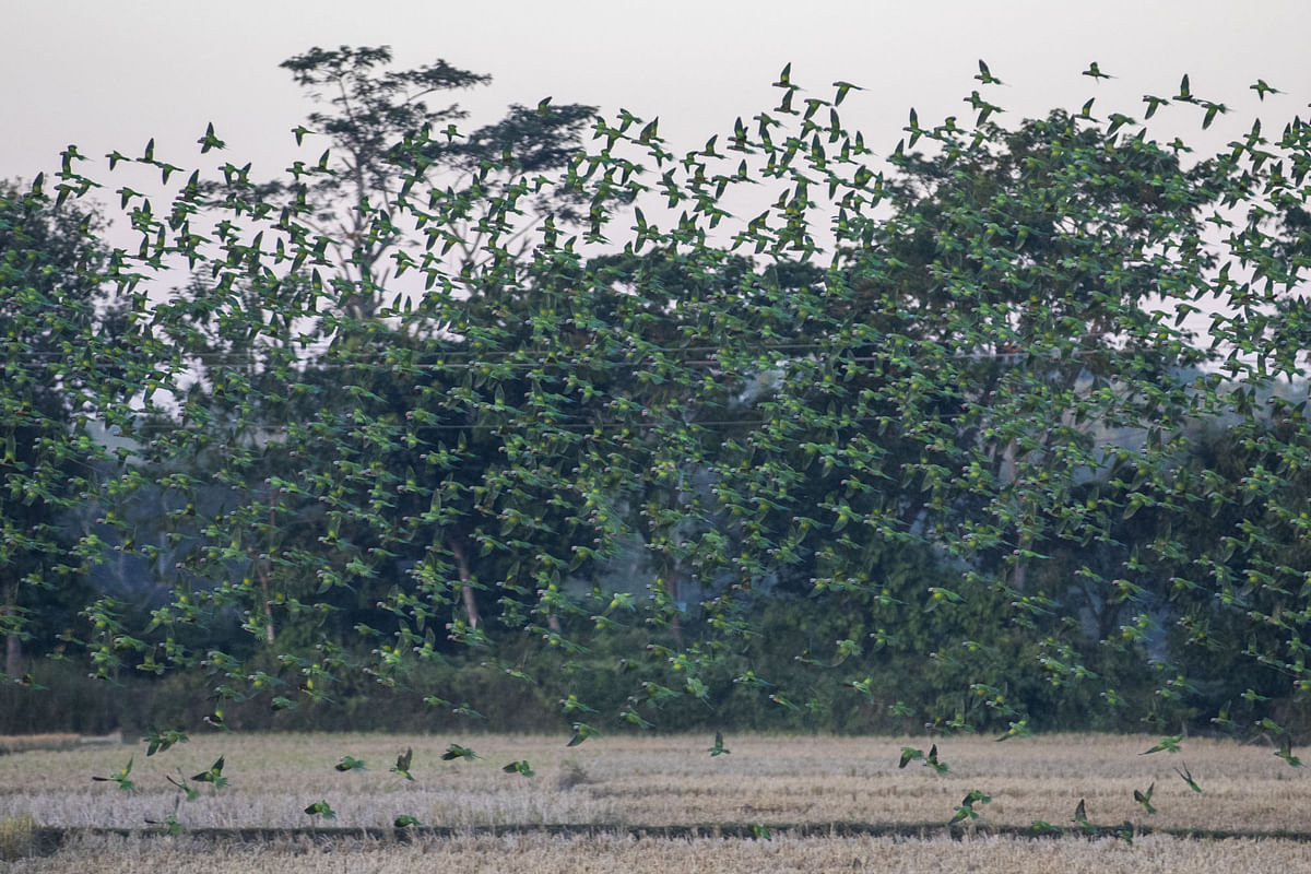 পড়ন্ত বেলায় নীড়ে ফিরছে টিয়ার ঝাঁক 