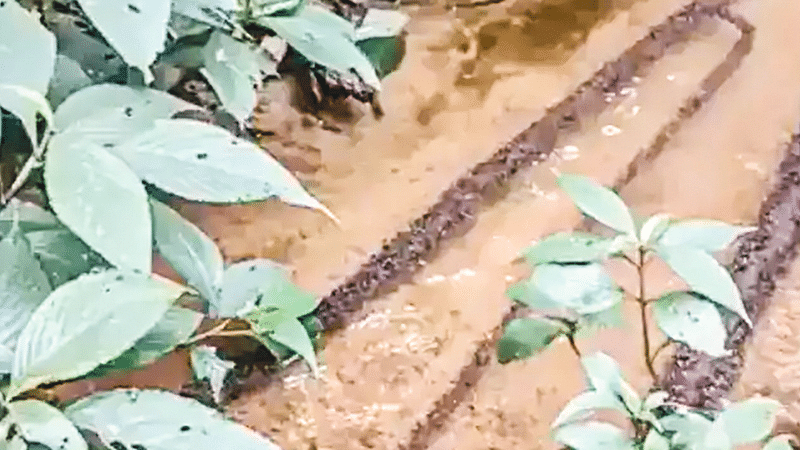 ছবি: নেচার ইজ অ্যামেজিংয়ের এক্স অ্যাকাউন্ট থেকে নেওয়া