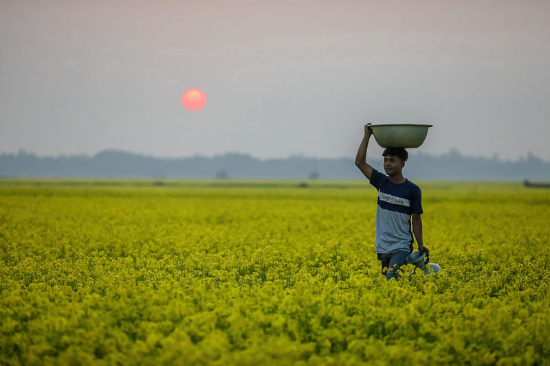 চলনবিল শীতে হলুদ আর সবুজের নিধুয়া পাথার