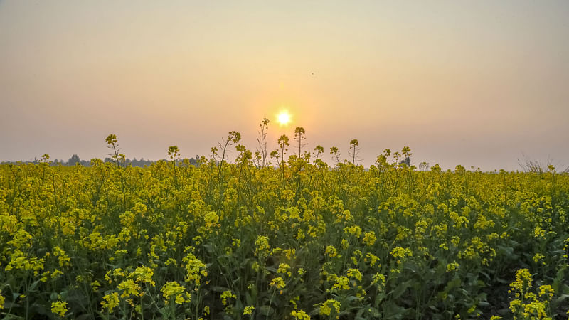 শর্ষে ফুলের খেতে সোনালি সূর্য