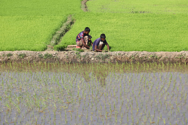 বীজতলা থেকে বোরো ধানের চারা তুলছেন দুজন।