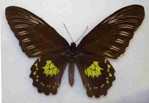 মিরান্ডা বার্ডউইং
