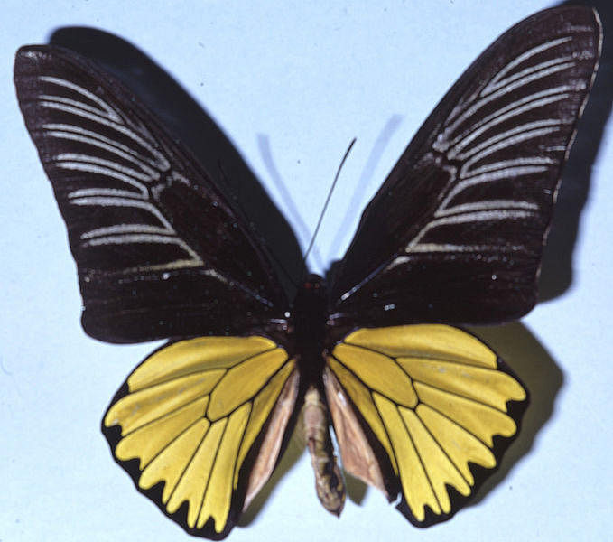 ম্যাগেলান বার্ডউইং