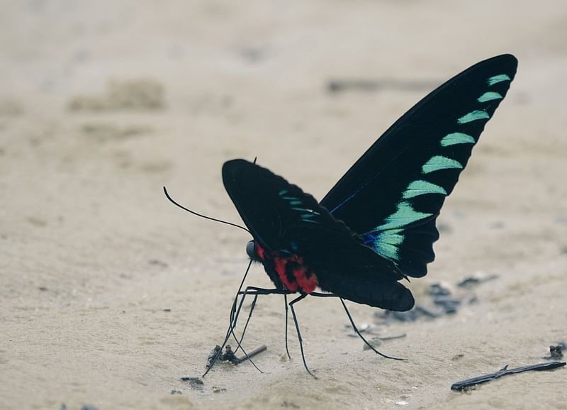 পালাওয়ান বার্ডউইং