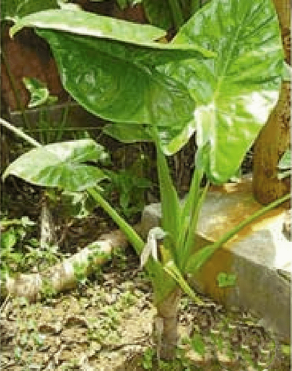 আলোকেসিয়া হারাগানজেসিস