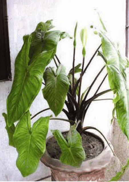 আলোকাসিয়া সালারখানি