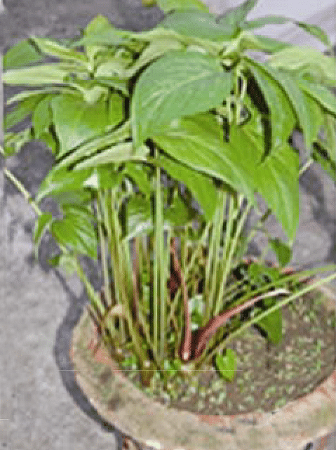 টাইফোনিয়াম ইলাটাম