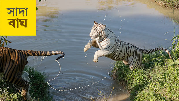 স ফ র ত স দ ব ঘ প রথম আল