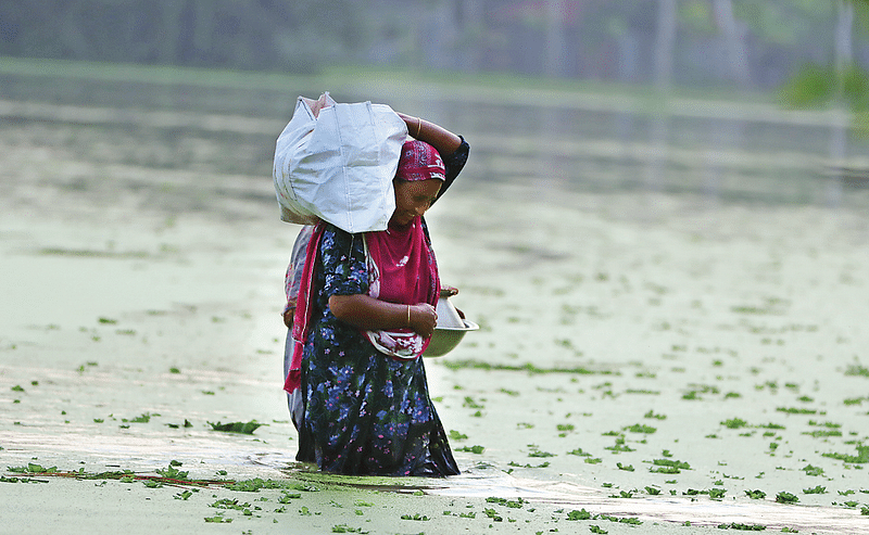 বাড়িঘরে পানি ঢোকায় নিরাপদ আশ্রয়ের খোঁজে যাচ্ছেন এক নারী। গতকাল রংপুরের কাউনিয়ার পাঞ্জরভাঙ্গা এলাকায়