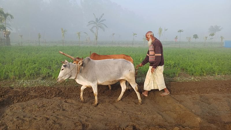 কনকনে শীতের মধ্যে কৃষি জমিতে গরুর হাল দিয়ে চাষ করছেন ফয়জুল ইসলাম নামে এক কৃৃষক। শুক্রবার সকাল সাড়ে ৮টায় পঞ্চগড় পৌরসভার তুলারডাঙ্গা এলাকায়