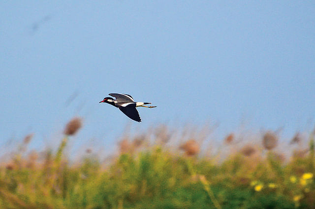 Chalan Beel is a haven for birds