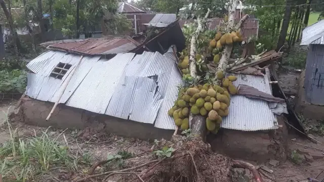 A house is damaged as tree falls on it Chechua area in Kushtia. 