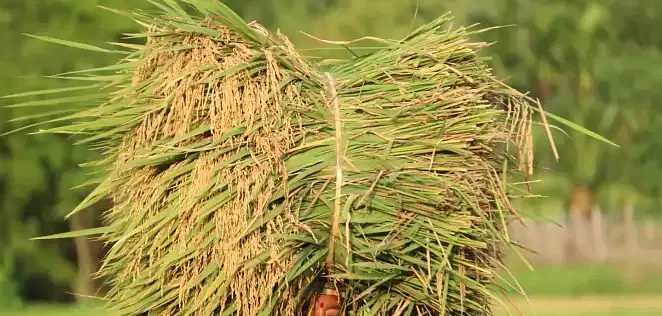 An indigenous woman carries harvested boro rice at Thhakurchhora, Khagrachhari on 13 June 2020. 