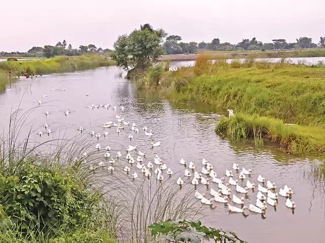 Duck farm of the two brothers on forcefully occupied land