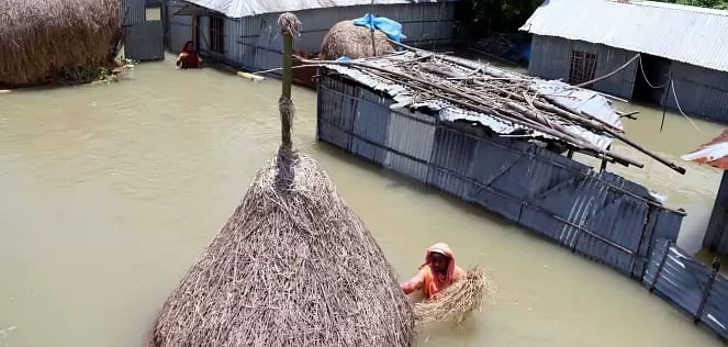 A woman collects hay for cattle from a stack submerged in the floods at Kadamtali, Panchgachhi, Kurigram on 15 July 2020. 