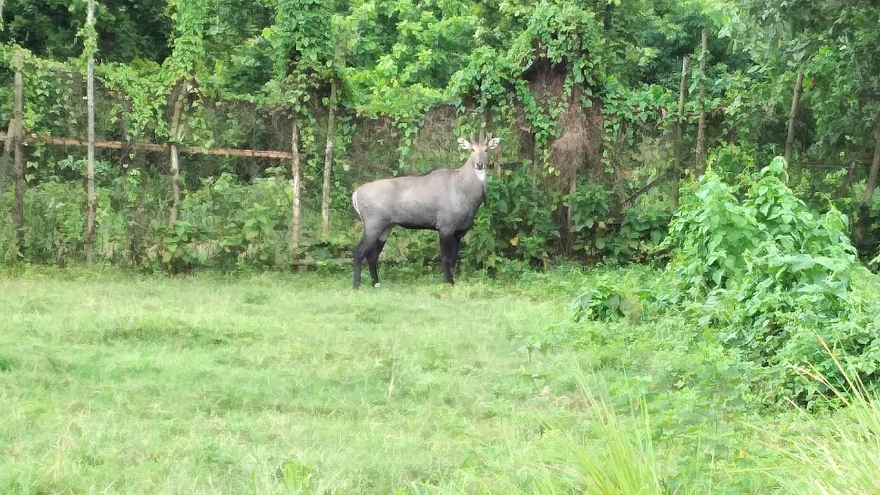 Nilgai gets companion at safari park | Prothom Alo